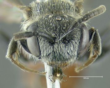 Media type: image;   Entomology 610725 Aspect: head frontal view